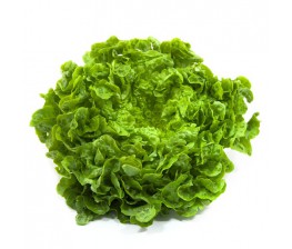 Lechuga Batavia Verde Ecológica 