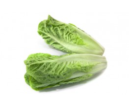 Lechuga Cogollos Ecológicas 