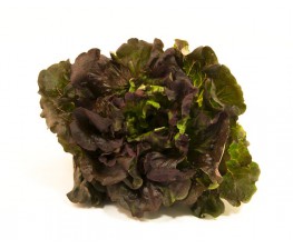 Lechuga Hoja de Roble Ecológica 