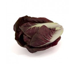Radicchio (Achicoria) 