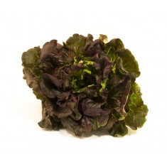 Lechuga Hoja de Roble Ecológica 